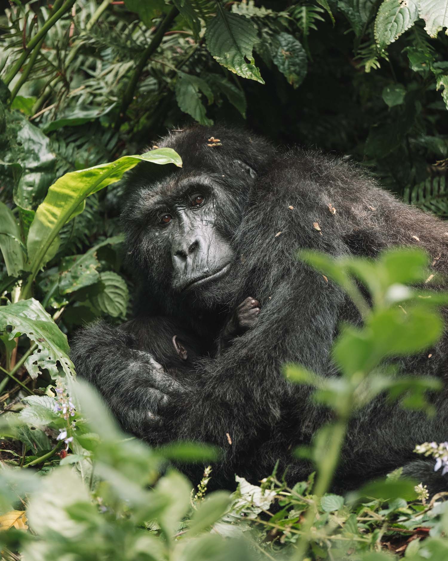 gorilla trekking