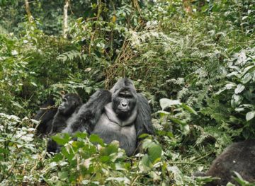 uganda gorilla trekking guide
