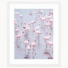 Fine Art Print Flamingos Namibia