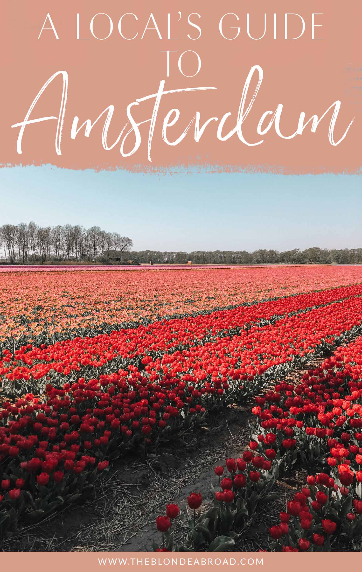 Local's Guide to Amsterdam