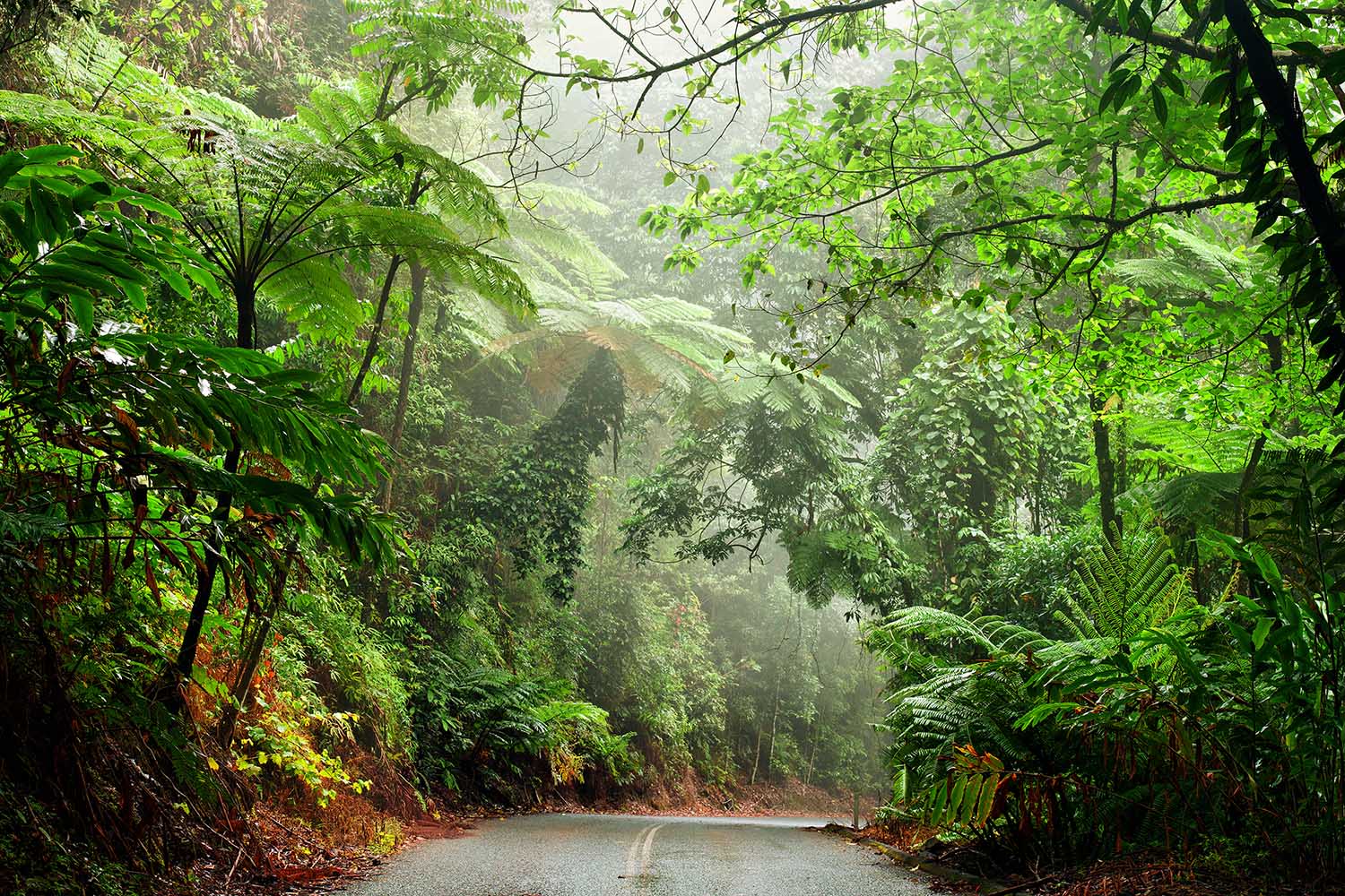 Daintree National Park Queensland