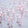 Namibia Flamingos Art Print