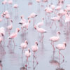 Namibia Flamingos Art Print