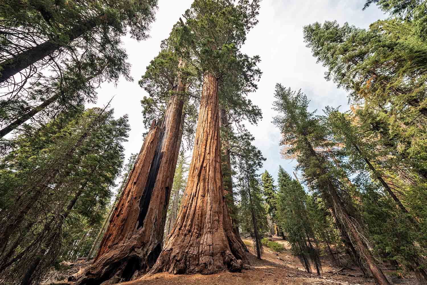 Gigantic Sequoia trees in Sequoia National Park, California USA