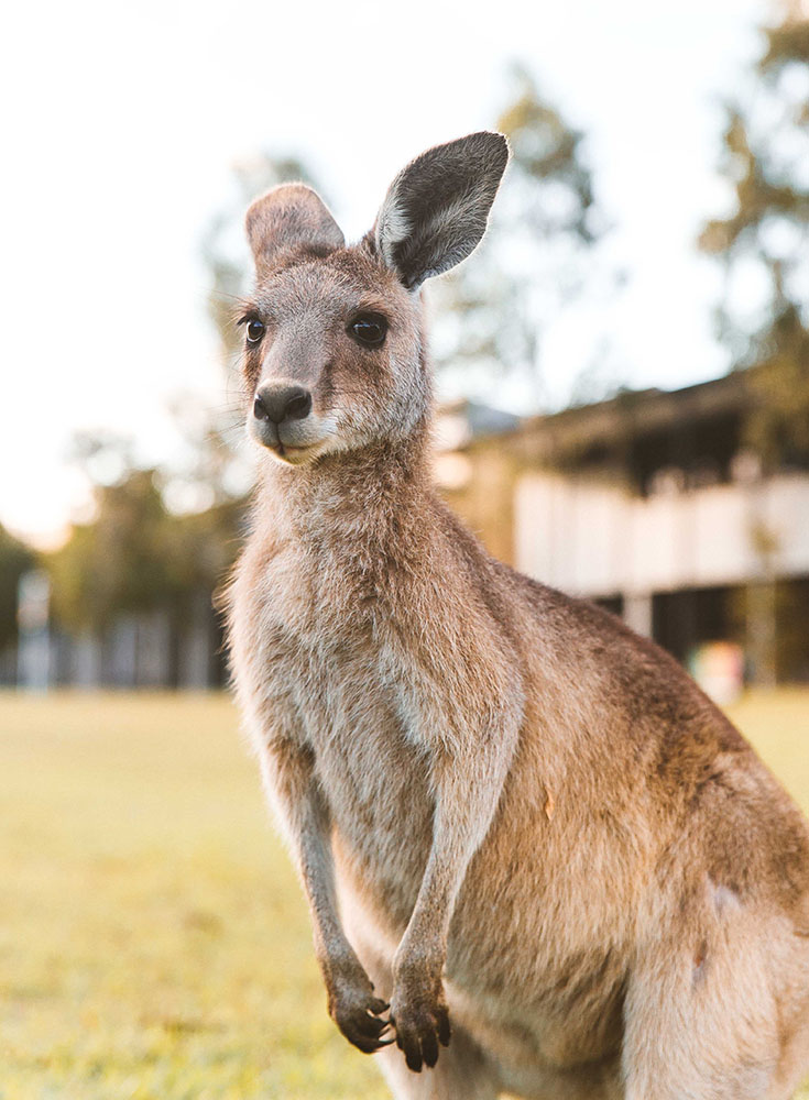 Tasmanie kangourou viste