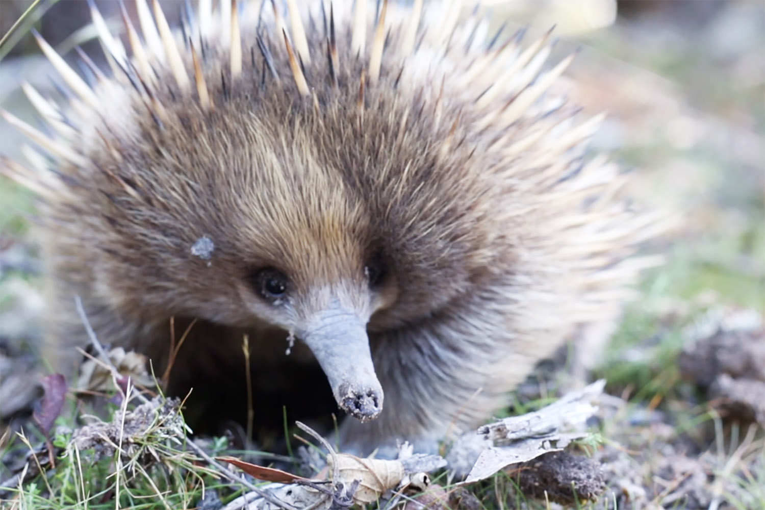 echidna tasmania