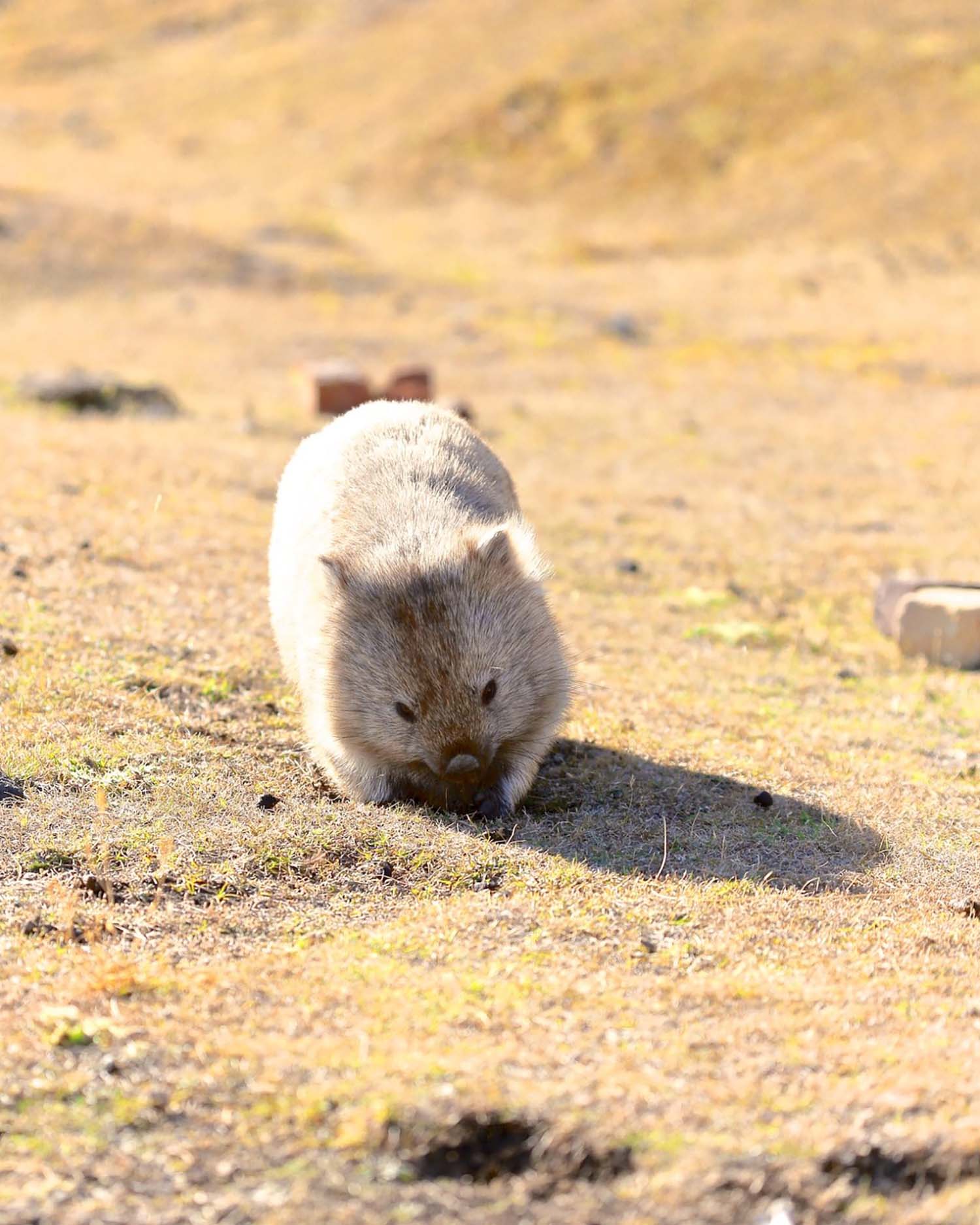 wombat maria island tasmanie