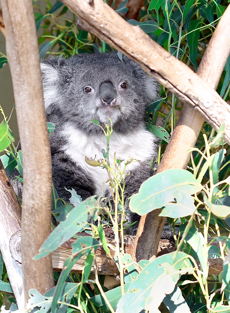 Tasmanie koala voyage