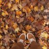 New England Fall Map Product (2) New England Fall Map Product (2)