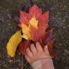 New England Fall Map Product (6) New England Fall Map Product (6)